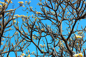 Beautiful plumeria flower on the tree