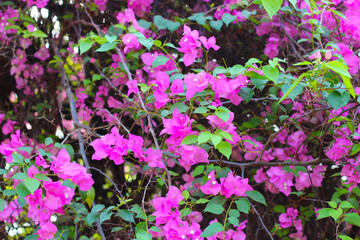 Beautiful bougainvillea flower. Natural background
