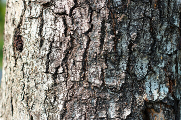 Tree bark texture for natural background