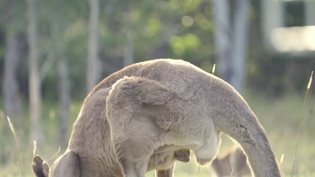 Bird rests on kangaroo while he grazes