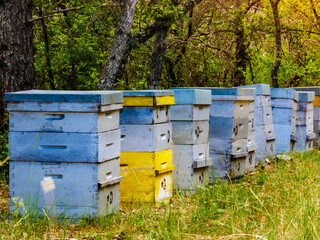 Bee hives in green forest. Beekeeping.