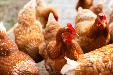 Close-Up of Chickens on a Traditional Free-Range Poultry Farm