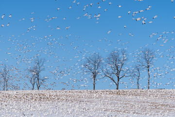Flock of snow geese (Anser caerulescens)on spring migration North land on cornfield in rural Pennsylvania