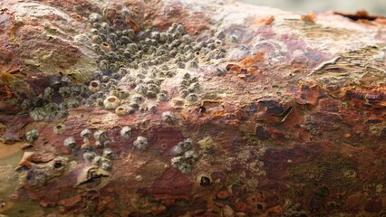 Barnacles on a mangrove tree trunk