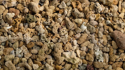 Coral reef fragments on the beach