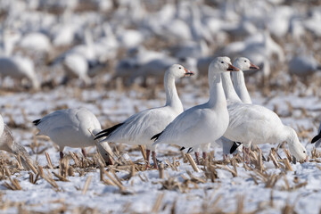 Snow geese on spring migration stop in Pennsylvania corn field to feed and rest.