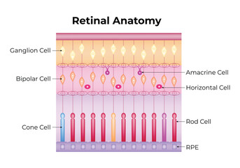 Retinal Anatomy Science Design Vector Illustration Diagram