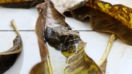 A rainforest toad camouflaged in dry leaves