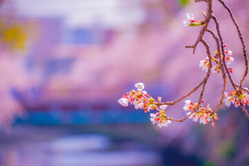 春の川辺と桜の枝