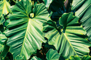 Fresh green Philodendron leaves in sunny day, Nature background