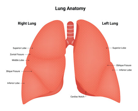 Lung Anatomy Science Design Vector Illustration Diagram