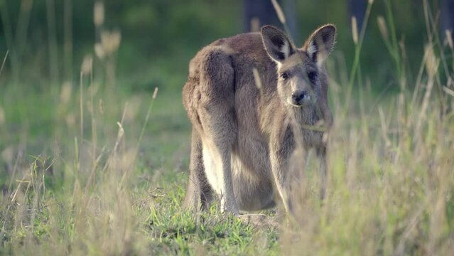 Mother kangaroo eating and looking around