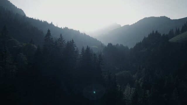 Sunlight Shining into Foogy Woodland Tree Nature Environment