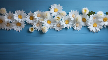 Obraz premium pring flower wallpaper collection with white and yellow Chrysanthemum on blue wooden.