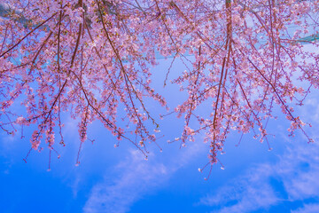 桜の下の明るい空