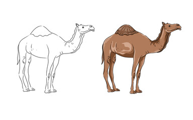 Coloring page image depicting a camel. Camel illustration. Camel sketch