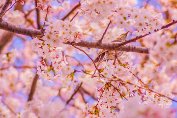 桜と小鳥の春景色