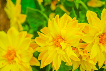 黄色い花のクローズアップ