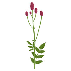 great burnet, field flower, vector drawing wild plants at white background, Sanguisorba officinalis ,floral element, hand drawn botanical illustration