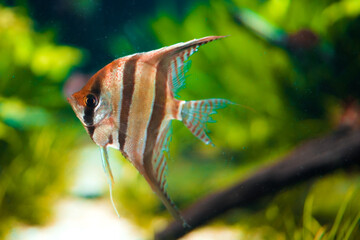 スカラレの横顔のイメージ