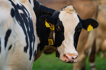 Cow in a green field by the water in Sweden. Cattle grazing in a field. Cows on green grass in a meadow, pasture. Cattle cows grazing on farmland. Brown cows grazing in grassy meadow.