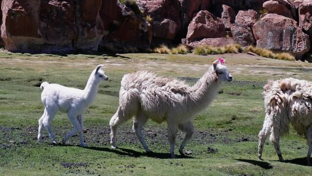 Wooly llamas walk in windy meadow followed by cute white baby llama