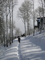 Snowshoers on winter trail
