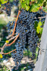 View on green vineyards, wine domain or chateau in Haut-Medoc red wine making region, Bordeaux,...