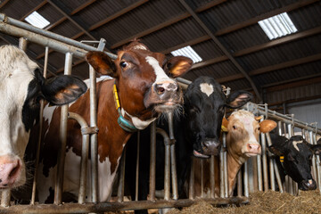 Feeding of cows on organic cheese farm in Netherlands, dutch gouda hard cheese production - obrazy, fototapety, plakaty