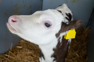 Cow breeding, little calf on organic cheese farm in Netherlands, dutch hard cheese production