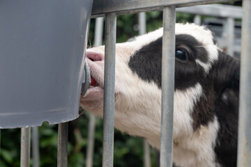 Cow breeding, little calfs sucking milk on organic cheese farm in Netherlands, dutch hard cheese...
