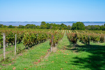 View on green vineyards, wine domain or chateau in Haut-Medoc red wine making region, Bordeaux,...
