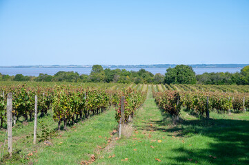 Fototapeta na wymiar View on green vineyards, wine domain or chateau in Haut-Medoc red wine making region, Bordeaux, left bank of Gironde Estuary, France
