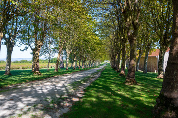 Road in wine domain or chateau in Haut-Medoc red wine making region, Bordeaux, left bank of Gironde...