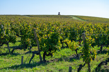 View on green vineyards, wine domain or chateau in Haut-Medoc red wine making region, Bordeaux,...