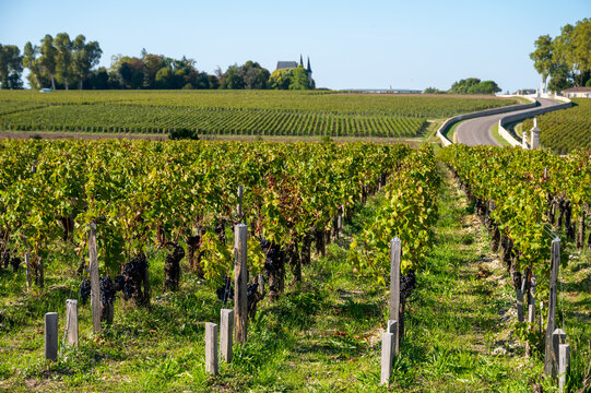 View on green vineyards, wine domain or chateau in Haut-Medoc red wine making region, Bordeaux, left bank of Gironde Estuary, France