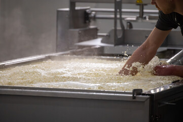 Process of organic cheese making from cow milk on bio cheese farm in Netherlands, dutch cheese...