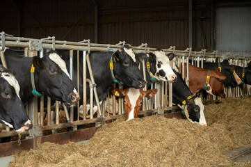 Feeding of cows on organic cheese farm in Netherlands, dutch gouda hard cheese production