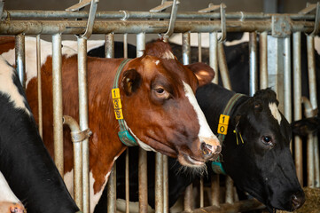 Feeding of cows on organic cheese farm in Netherlands, dutch gouda hard cheese production