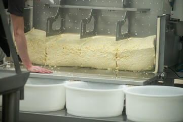 Process of organic cheese making from cow milk on bio cheese farm in Netherlands, dutch cheese production