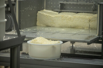 Process of organic cheese making from cow milk on bio cheese farm in Netherlands, dutch cheese production