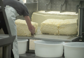 Process of organic cheese making from cow milk on bio cheese farm in Netherlands, dutch cheese...