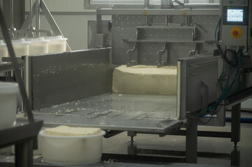 Process of organic cheese making from cow milk on bio cheese farm in Netherlands, dutch cheese production