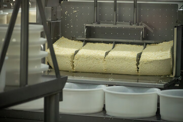 Process of organic cheese making from cow milk on bio cheese farm in Netherlands, dutch cheese production