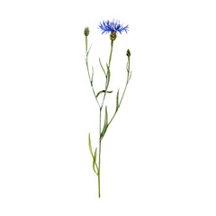watercolor drawing plant of blue cornflower with leaves and flowers isolated at white background, bachelor's button, Centaurea cyanus, natural element, hand drawn botanical illustration