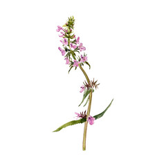 watercolor drawing plant of marsh woundwort with leaves and flowers isolated at white background, Stachys palustris, natural element, hand drawn botanical illustration