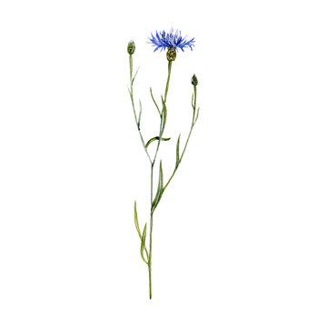 watercolor drawing plant of blue cornflower with leaves and flowers isolated at white background, bachelor's button, Centaurea cyanus, natural element, hand drawn botanical illustration
