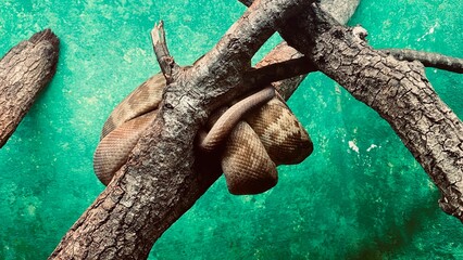 snake on branch