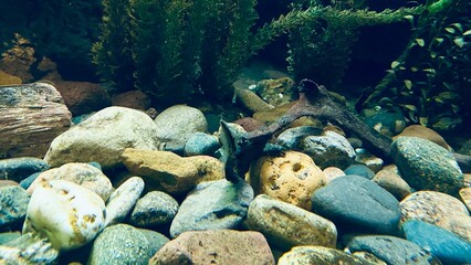 coral reef and fish