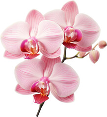 beautiful orchids flower isolated on white or transparent background,transparency 
